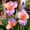 C, variant on Canna, Low Maintenance - Ideal for Beds Borders, Plant Pots & Planters