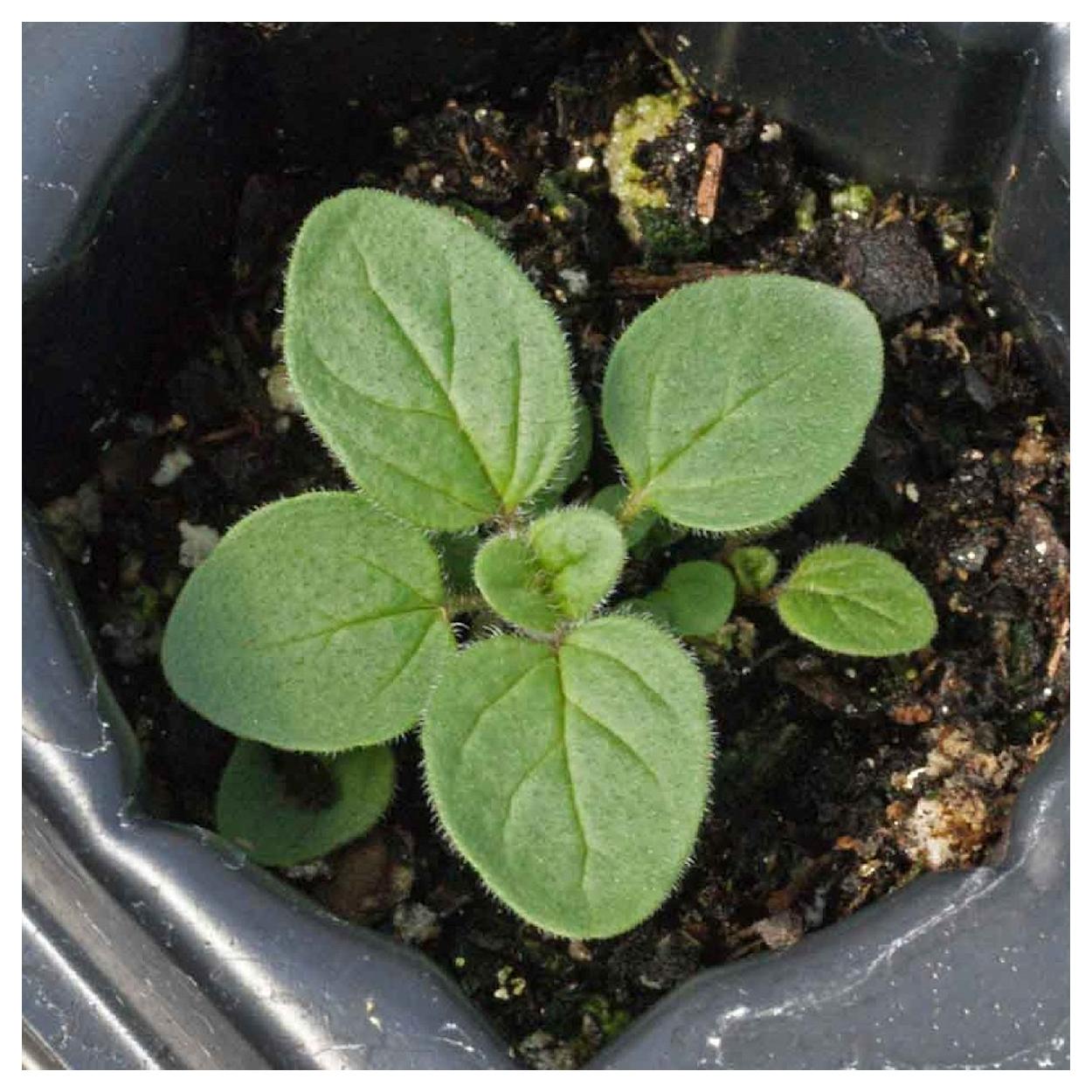 Everwilde Farms - 1 oz Organic Italian Oregano Herb Seeds - Gold Vault Bulk Seed Packet