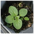 thumbnail image 5 of Everwilde Farms - 1000 Organic Italian Oregano Herb Seeds - Gold Vault Jumbo Bulk Seed Packet, 5 of 5