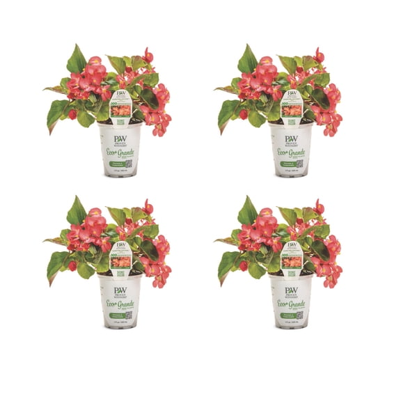 Proven Winners 4" Surefire Cascade Red Begonia Live Plant in 4.25" Pot (4 Count)