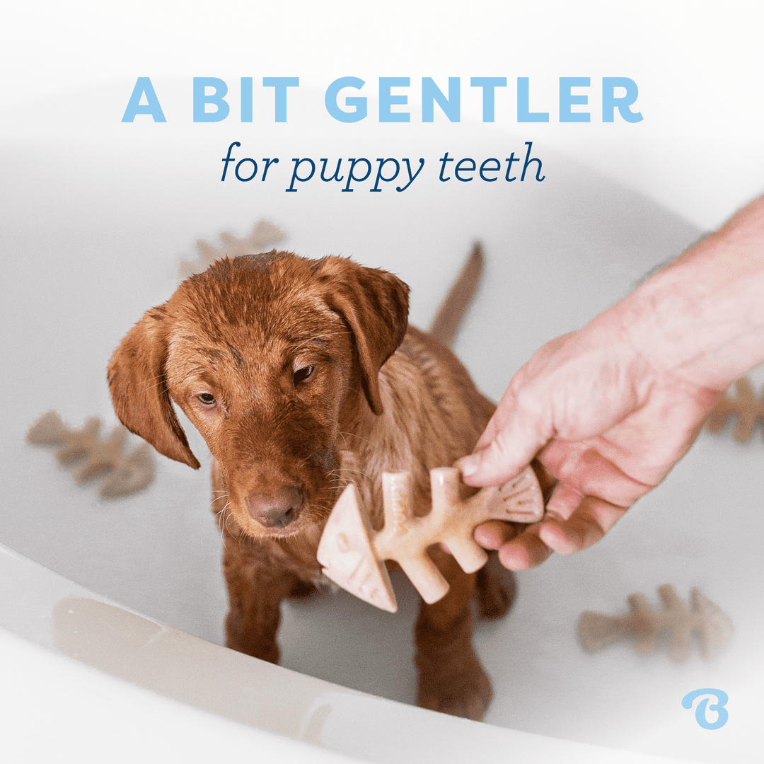 Benebone Puppy 4-Pack Dog Chew Toys, 30lbs and Under, for Modest Chewers, All Breed Sizes
