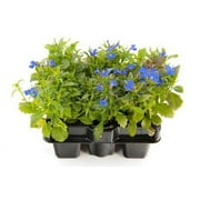 Expert Gardener No Shade 6 Pack Lobelia