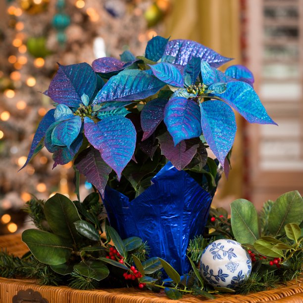 Free Shipping! Expert Gardener 2QT Blue Glitter Poinsettia Live