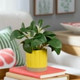 thumbnail image 2 of Mainstays by Becky G. & Alejandra 8" Artificial Peperomia in Yellow Two-Tone Ribbed Ceramic Pot, 2 of 9
