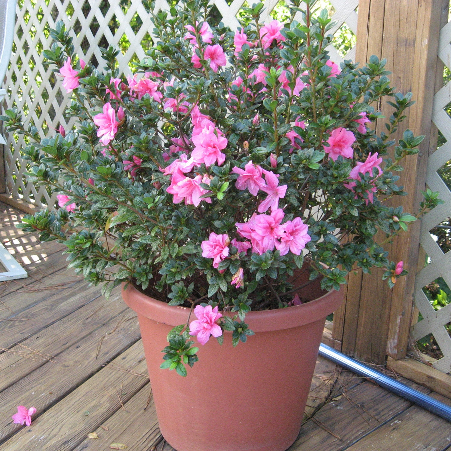 Encore Azalea Autumn Empress (3 Gallon) Pink Flowering Shrub - Full Sun Live Outdoor Plant