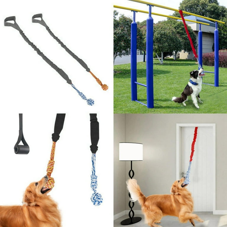 Indoor leash training hotsell