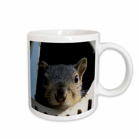 

3dRose Baby Squirrel in a martin bird house Ceramic Mug 15-ounce