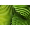 thumbnail image 2 of Palm Leaves And Fronds At The Singapore Zoo; Singapore Poster Print (19 x 12), 2 of 4