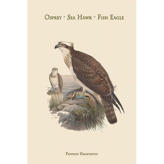 Pandion Haliataetus - Osprey - Sea Hawk - Fish Eagle-Fine Art Canvas Print (20" x 30")