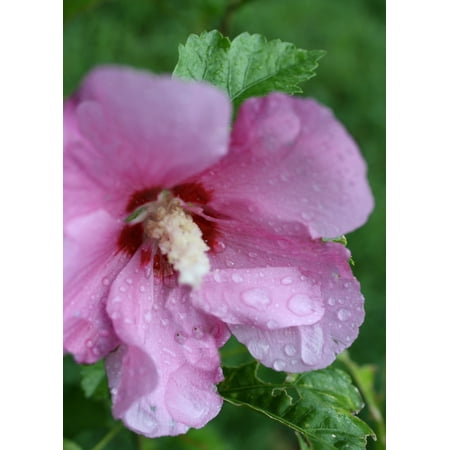 20 Seeds Rose of Sharon- Multi-use Plant- Shrub -Many Blossoms- Bright Purple - Pink Blooms -Hibiscus