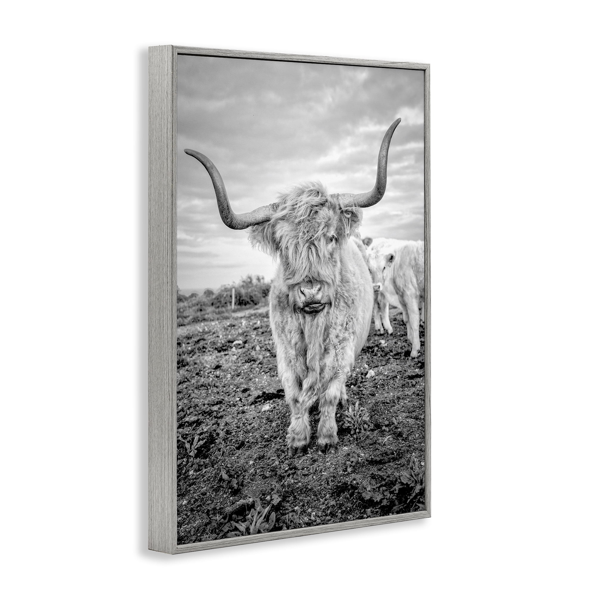 Stupell Industries Longhorn Calf Family Animals & Insects Photography Gray Framed Art Print Wall Art, 12 x 18