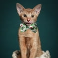 thumbnail image 5 of Linnome St Patrick's Day Cat Collar Bow with Bell Pet Accessory for Irish Holiday Festivities and Feline Festive Styling, 5 of 6