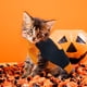 thumbnail image 5 of Suéter para perros Suéteres para mascotas de calabaza Fiesta navideña de Halloween para gatos y cachorros Ropa de peluche para perros pequeños y medianos (M), 5 of 5