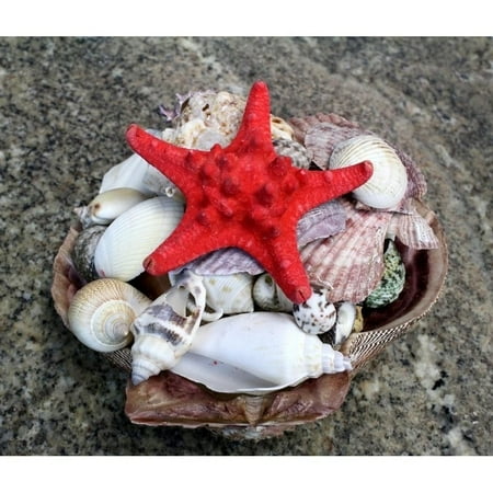 Lion Paw Feet No Faucet - SEAICH Lion Paw Sea Shell Pack