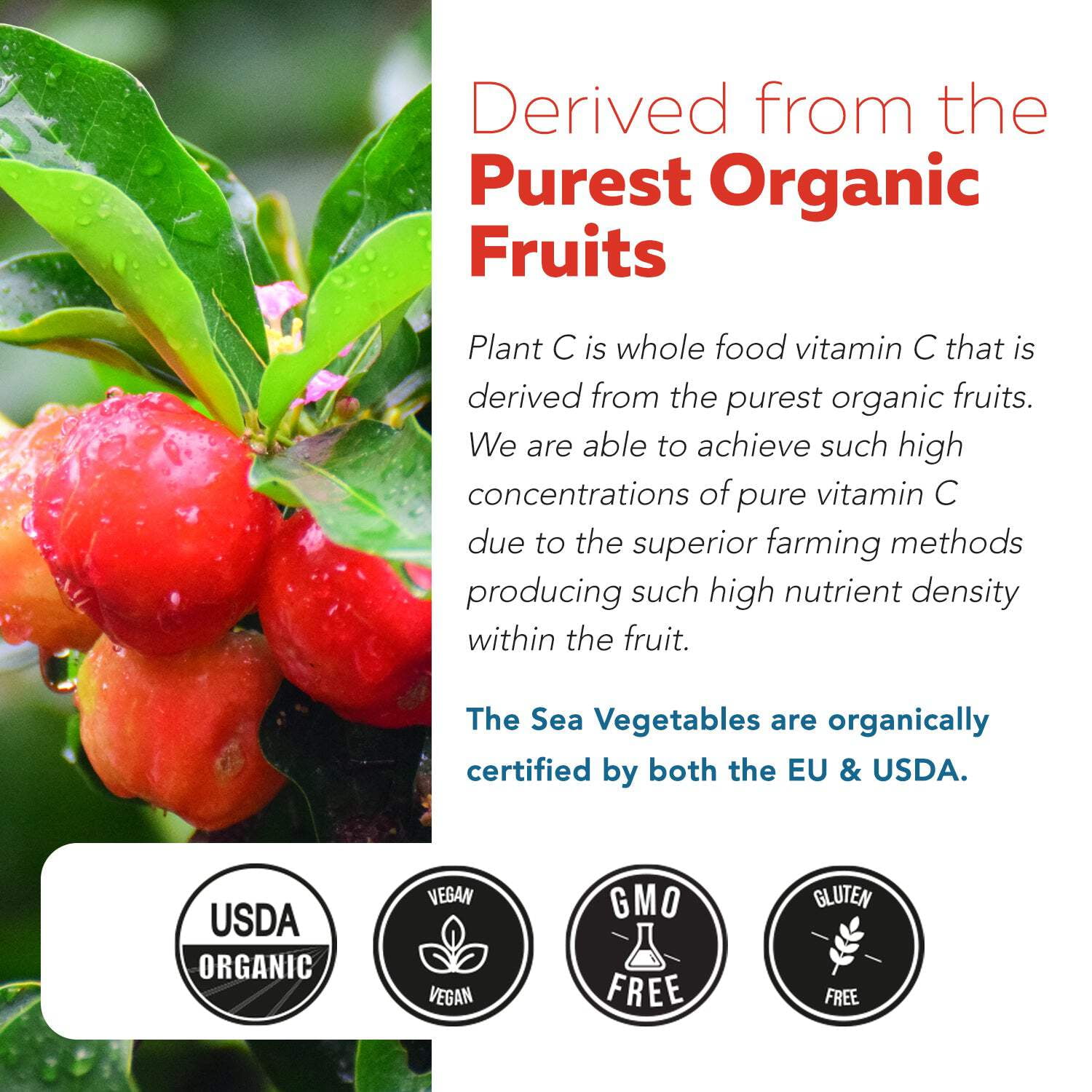 Triquetra Health Plant C™ | Organic Whole Food Vitamin C Complex