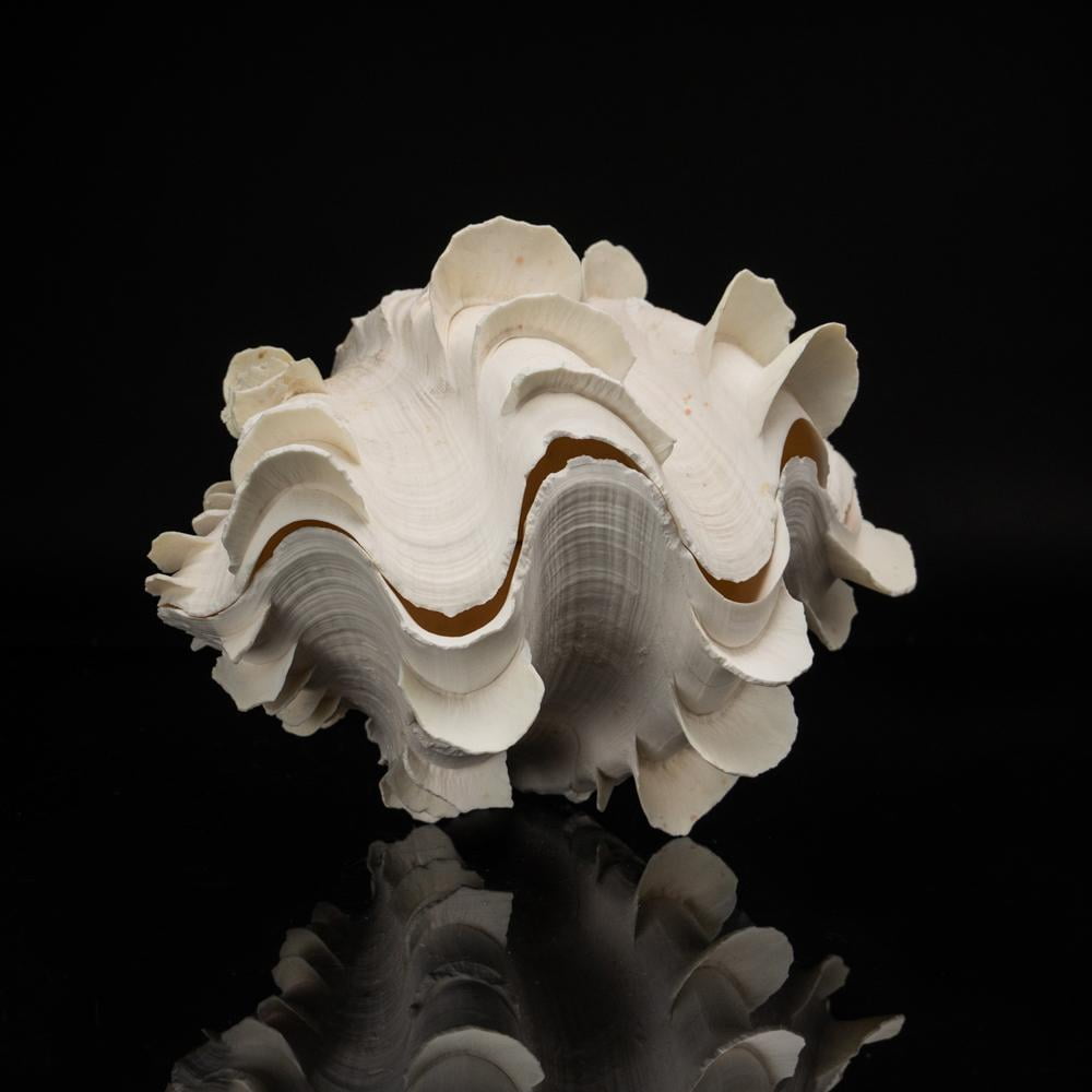 1 Tridacna Squamosa Fluted Giant Scaly Clam Seashell 5 Inches 