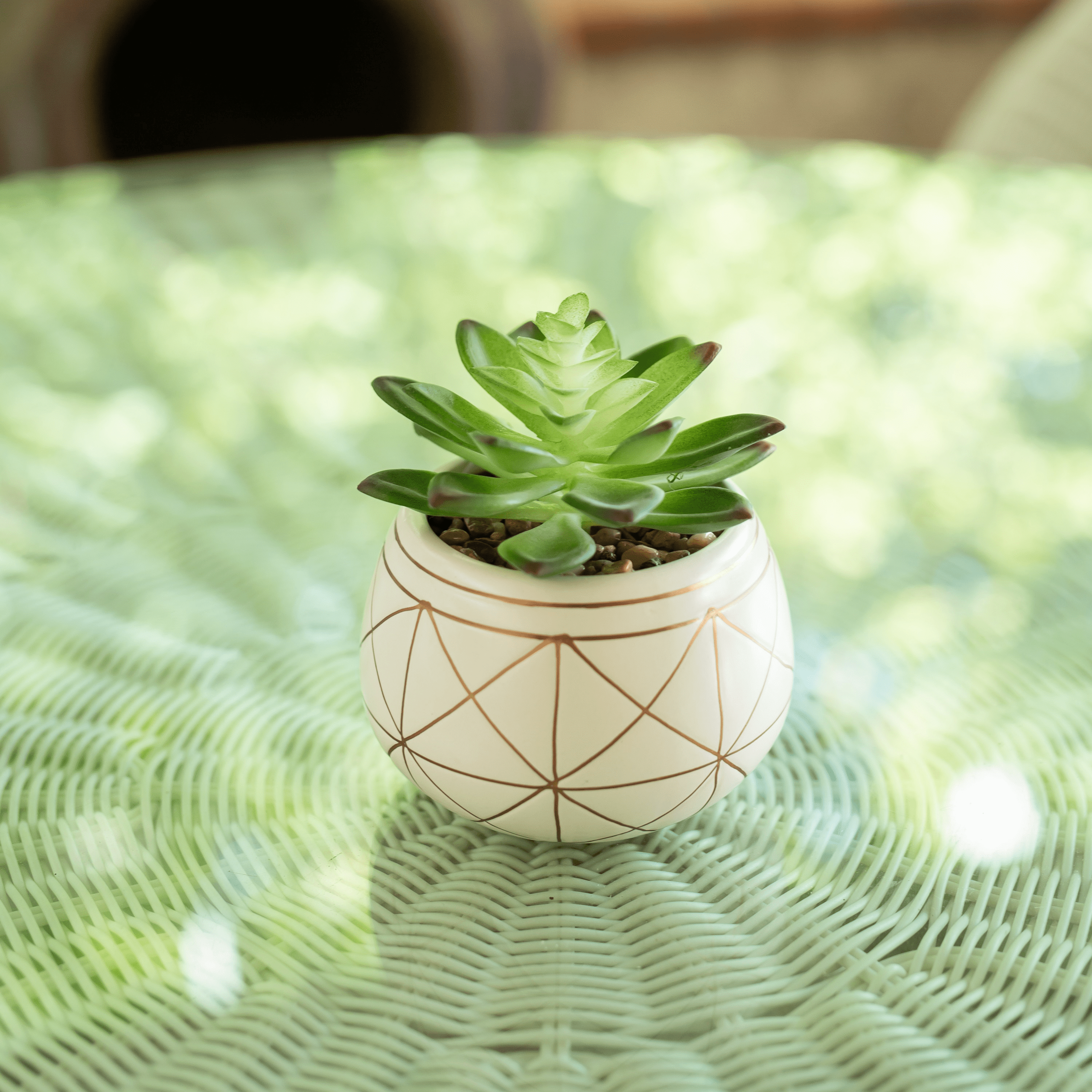 M✧succulent ·͜· ︎︎ᕷ Alverio Succulents - Uttermost