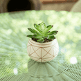 thumbnail image 4 of Mainstays 4" Tabletop Artificial Succulent in Geometric Print Ceramic Pot, White, 4 of 6
