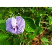 Tropical Seeds - Pink Butterfly Pea -10 Flower Seeds - Centrosema pubescens -Serendipity Seeds