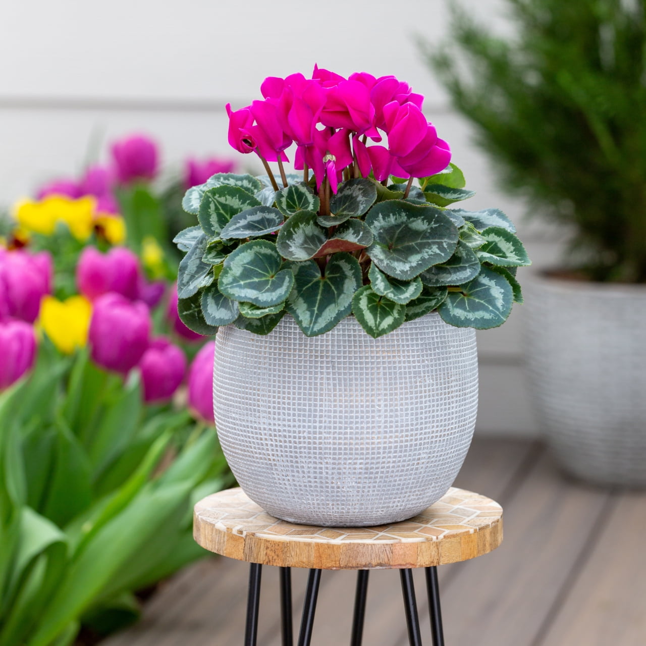 Better Homes & Gardens 1.5PT Purple Cyclamen Live Annual Plant Sun 5-Pack