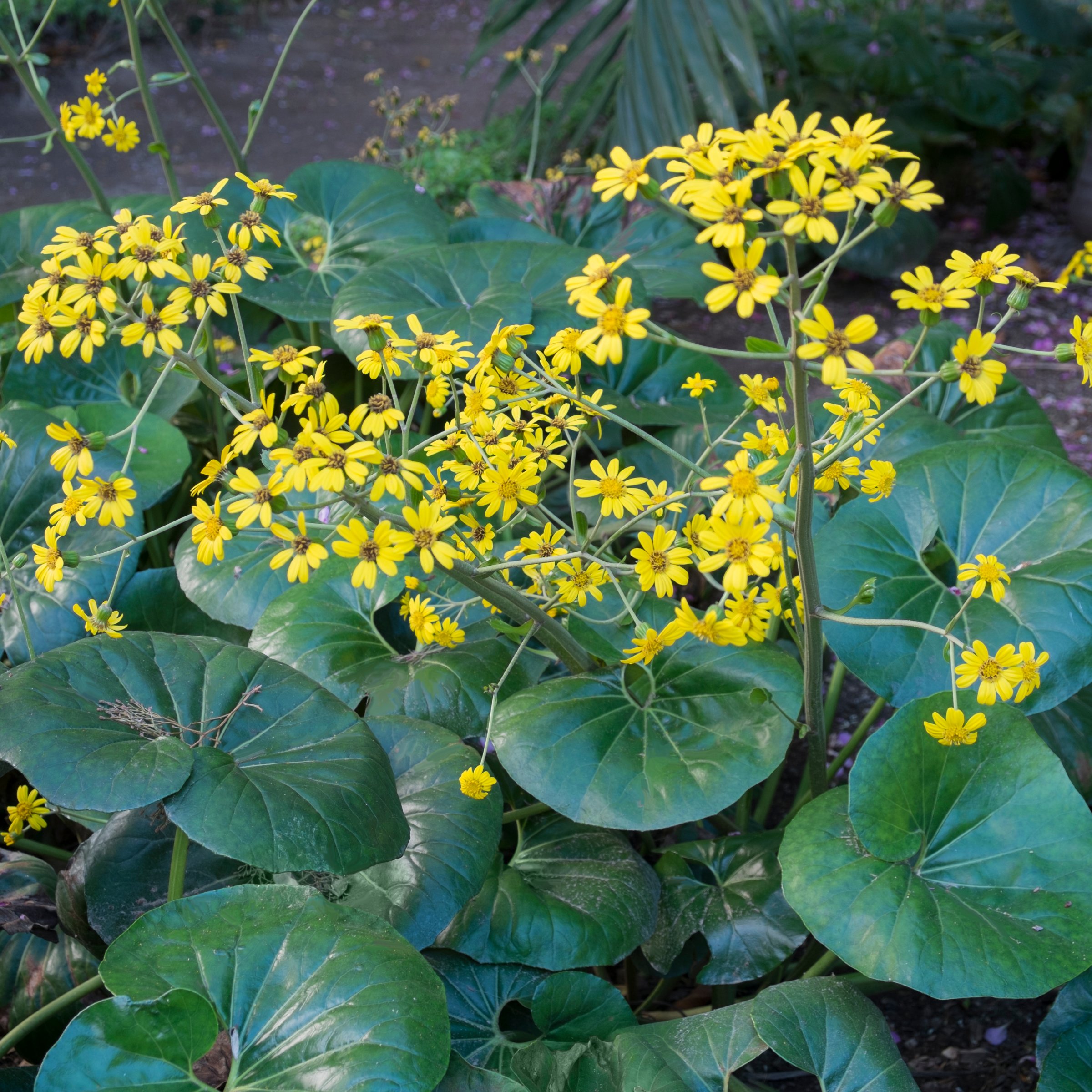 National Plant Network 1 gal. Farfugium Giganteum Tractor Seat Perennial Plant