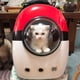thumbnail image 3 of Mochila transportadora para perros y gatos, transportadora para cachorros y perros, bolsa de transporte con ojo de buey, bolsa de viaje transpirable para gatos para mascotas pequeñas, bolsa de, 3 of 5