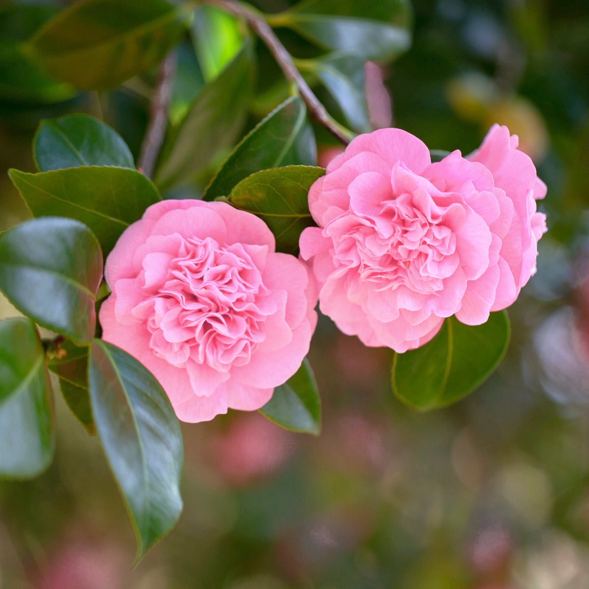 National Plant Network 3 gal. Camellia Debutante Live Shrub