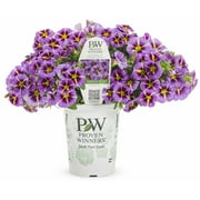 Proven Winners 4in Calibrachoa Evening Star, Live Plants Full Sun