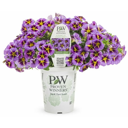 Proven Winners 4in Calibrachoa Evening Star, Live Plants Full Sun