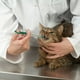 thumbnail image 5 of Lanza de pastillas para gatos, dispensador de pastillas para gatos con punta suave de seguridad, jeringa de plástico reutilizable, medicación para animales, gatos, perros, animales bebés JM, 5 of 5