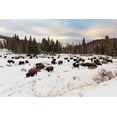thumbnail image 2 of Frank, Jacob W. 24x17 Black Ornate Wood Framed with Double Matting Museum Art Print Titled - Bison near Wraith Falls Trailhead, Yellowstone National Park, 2 of 4