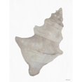 thumbnail image 3 of Stellar Design Studio 12x14 Black Modern Wood Framed Wall Art Titled - Neutral Shell 1, 3 of 5