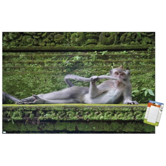 The Comedy Wildlife Photography Awards: Delphine Casimir - The Rainforest Dandy Wall Poster, 22.375" x 34"