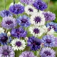 thumbnail image 3 of Cornflower Centaurea Cyanus Fantastic Mix AKA Bachelor's Button Flower Seeds - 500 Seeds, 3 of 5