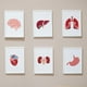 thumbnail image 5 of Plantillas reutilizables de órganos internos (8 estilos, 11,8 × 11,8 pulgadas): corazón, cerebro, estómago, pulmones, intestinos y más. Incluyen pincel., 5 of 9
