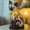 ZZ B, variant on Zhi Cats Lamp Stained Glass Resin Table Lamp Cat Shaped Exquisite Decorative Light for Home Living Room and Bedroom Tabletop Decor