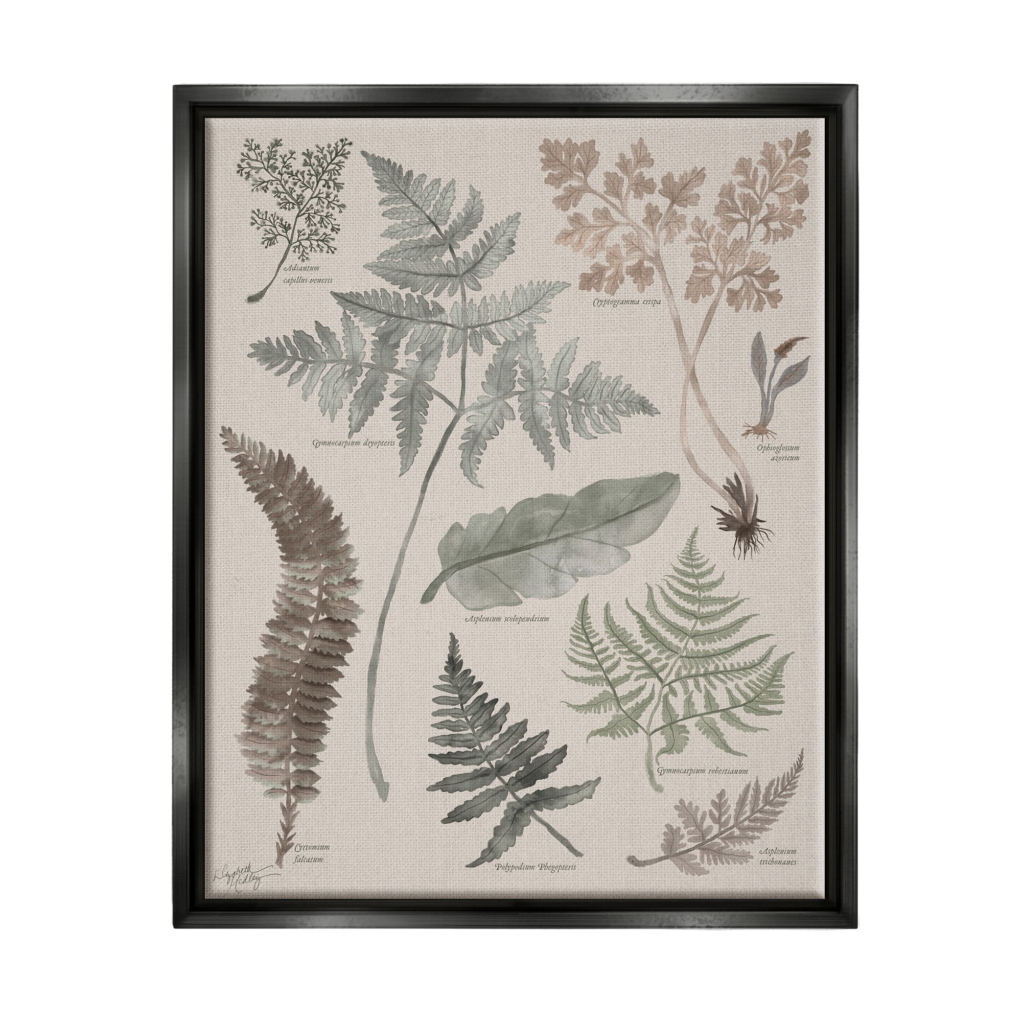 Stupell Industries Various Botanical Leaves Latin Study Informative Page Graphic Art Luster Gray Floating Framed Canvas Print Wall Art, Design by Elizabeth Medley