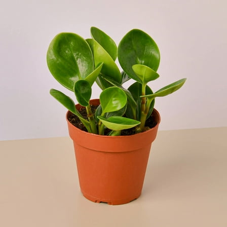 Peperomia Thailand - 4" Pot