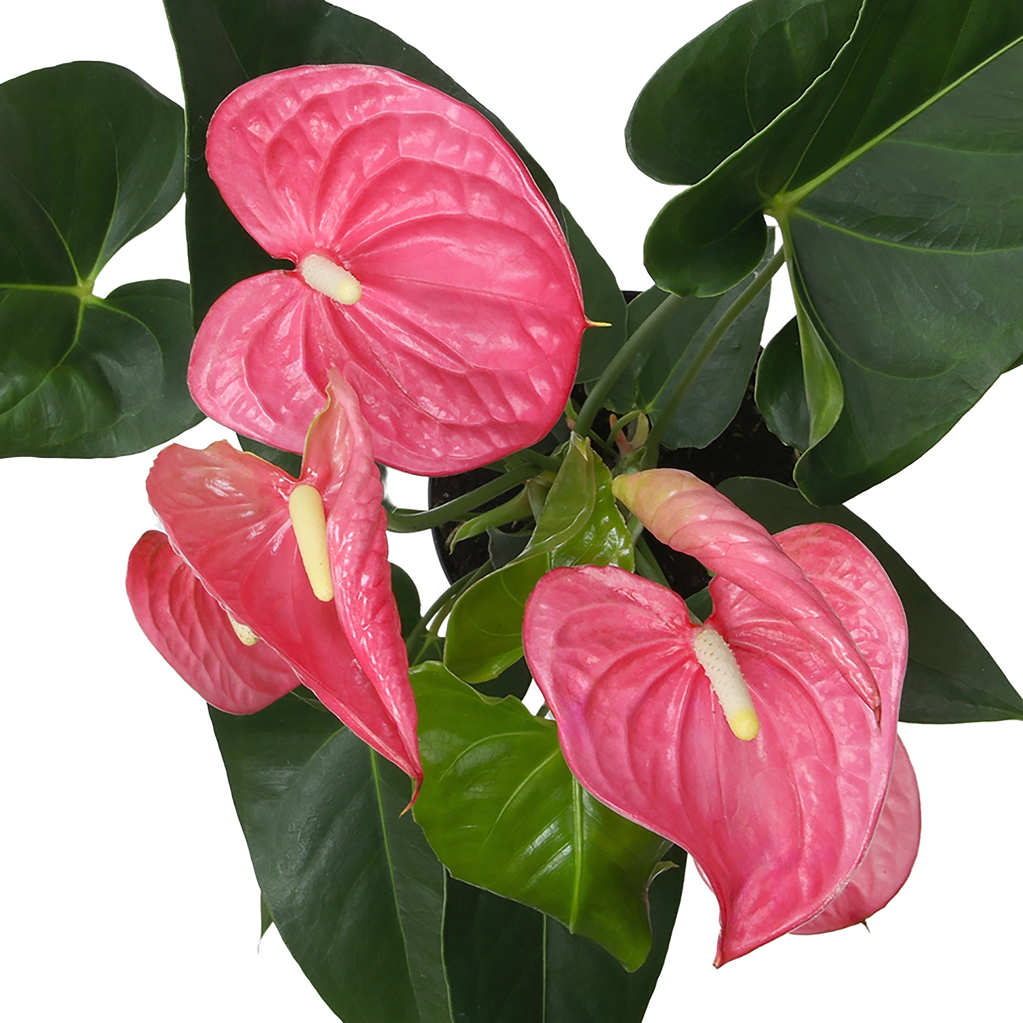 Altman Plants Pink Mix Anthurium Plant Gift, White Pot, 14-18" Tall Clean Air House Plant