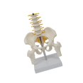 thumbnail image 1 of maskred PVC Human Pelvis with Pelvis and Size Toy Learning Life Bones Leg Style A 1Set, 1 of 6