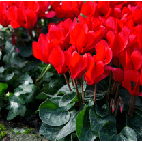 Cyclamen Red Plant Live for Planting, Hardy Cyclamen Flowers Plant for Home Garden 4 Inch Pot