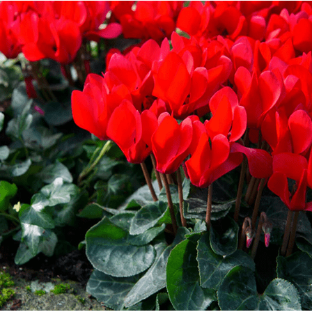 Cyclamen Red Plant Live for Planting, Hardy Cyclamen Flowers Plant for Home Garden 4 Inch Pot