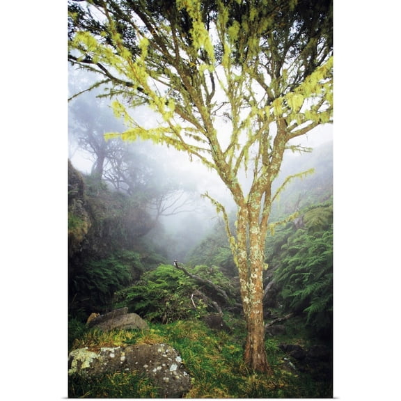 Great BIG Canvas | Rolled Erik Aeder Poster Print entitled Hawaii, Maui, Kaupo, Tree With Moss Growth, Lush Greenery, Foggy Scenic