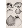 thumbnail image 3 of Vision Studio 10x14 Black Modern Framed Museum Art Print Titled - Charcoal and Linen Shells IX, 3 of 5