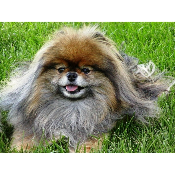 Fluffy Pomeranian Dog Baby Puppy Cute Furry Pet 12 Inch By 18 Inch Laminated Poster With Bright Colors And Vivid Imagery Fits Perfectly In Many Attractive Frames Walmart Com Walmart Com