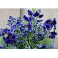 thumbnail image 2 of Seedville Kew Blue Painted Tongue 50 Plant Seeds, Blue-Purple USDA Certified Organic, 2 of 3