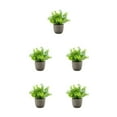 thumbnail image 1 of Decodeary Green Eco-friendly Artificial Money Tree In Pot Long-lasting Durability Realistic Appearance blue babysbreath 5Set, 1 of 6