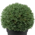 thumbnail image 5 of Northlight 20" Pre-Lit Artificial Boxwood Ball Topiary in Round Pot, Clear Lights, 5 of 8