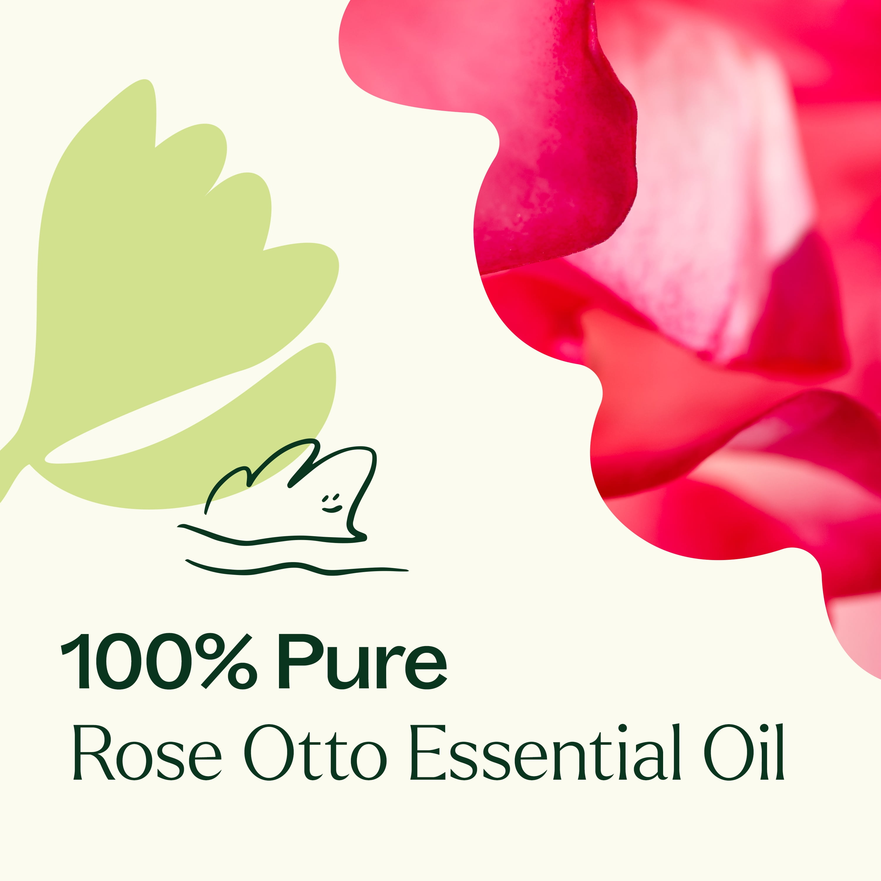 Plant Therapy Rose Otto Essential Oil 5 mL (1/6 oz) 100% Pure, Undiluted, Natural Aromatherapy
