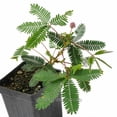 thumbnail image 3 of Mimosa Pudica, Sensitive Plant - Pot Size: 3" (2.6x3.5") - Flowers, House Plants, 3 of 10
